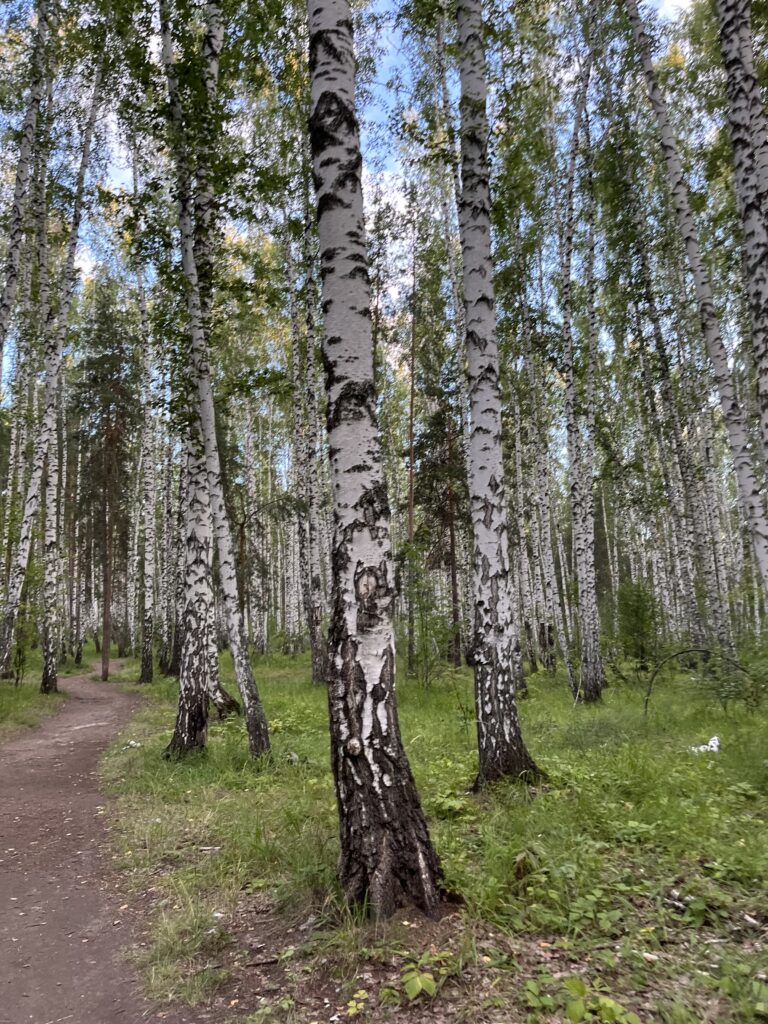 лесная прогулка как сохранение улучшение здоровья