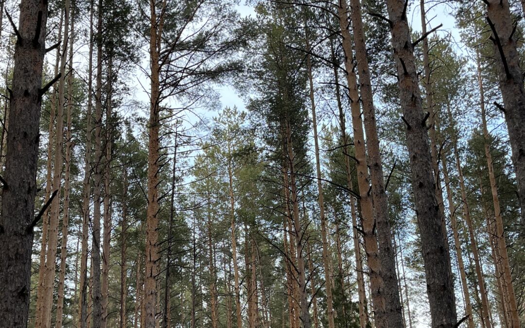 ð²Лесная прогулка: 5 научных фактов почему надо отправиться в лес прямо сейчас.