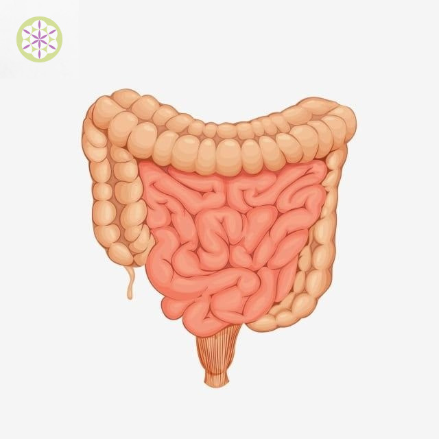 микробиом кишечника: тонкая и толстая кишка